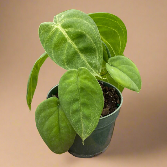 Syngonium Macrophyllum ‘Ice Frost’