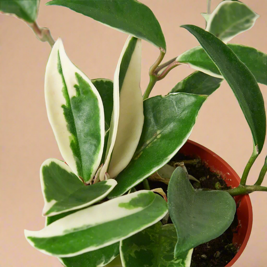 Hoya Carnosa 'Tricolor'