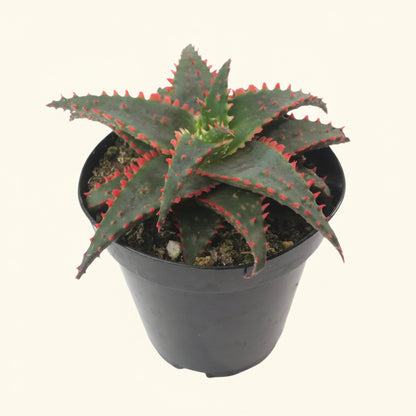 Aloe Christmas Sleigh | 3.5 inch | Star Aloe Hybrid