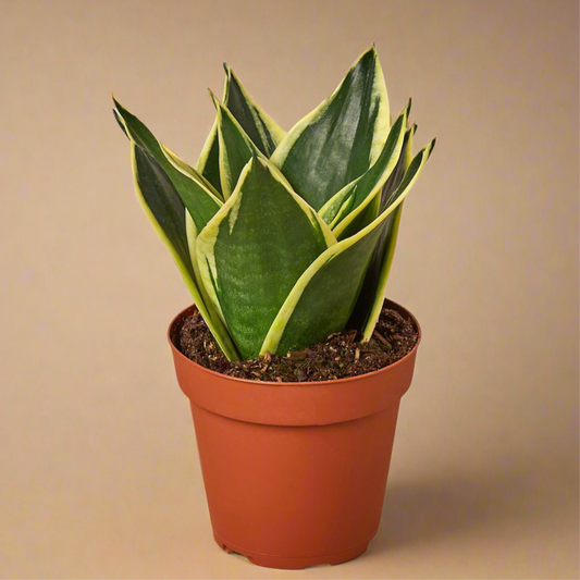 Sansevieria Black Gold