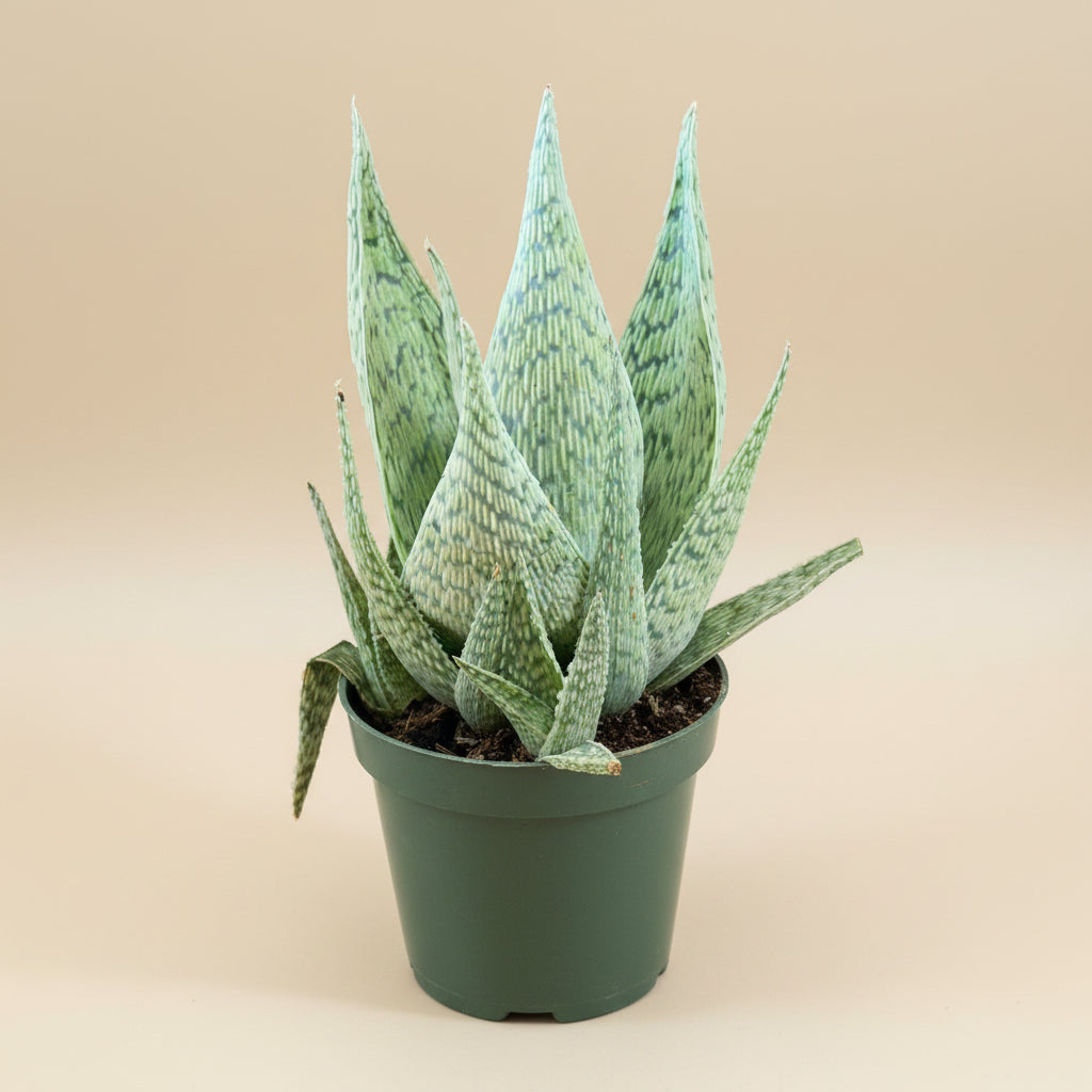 Aloe - Delta Lights 4.5” pot