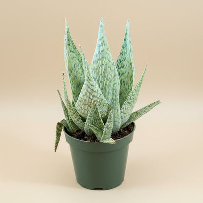 Aloe - Delta Lights 4.5” pot
