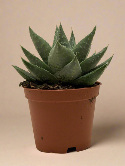 Succulent Haworthia Savanna