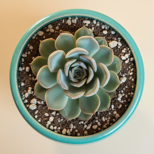 Echeveria Pulidonis – 4.5” Pot