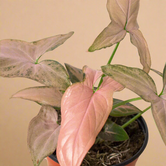 Syngonium 'Pink Splash' - 4" Pot