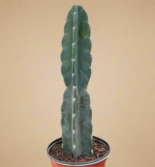 Cereus Jamacaru Cuddly Cactus