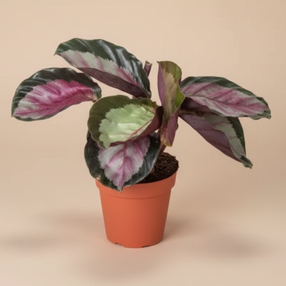 Calathea roseopicta 'Silvia'