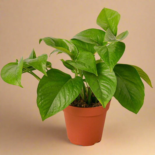 Pothos 'Green Queen'