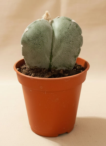 Astrophytum Myriostigma var. Tricostatum