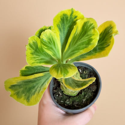 Euphorbia Poisonii variegated 4” pot