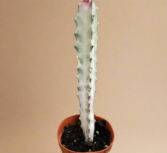 Euphorbia Lactea 'Dragon Bone'