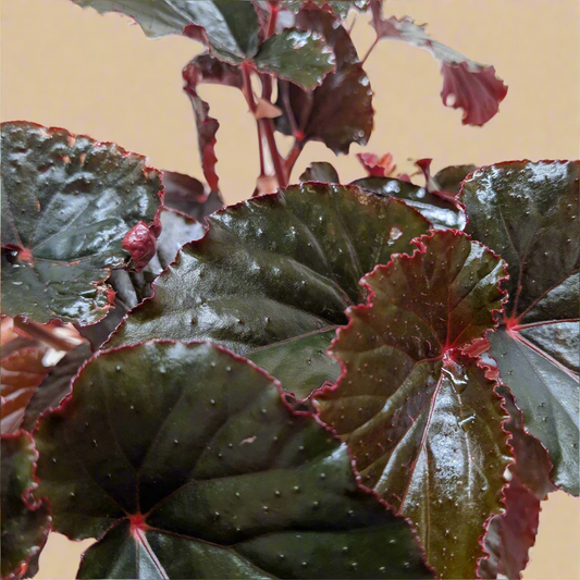 Begonia 'Black Magic'