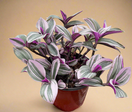 Tradescantia 'Nanouk'