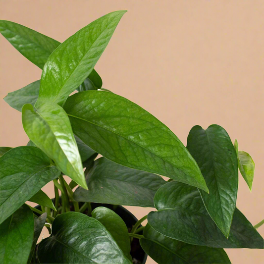 Pothos 'Cebu Blue'