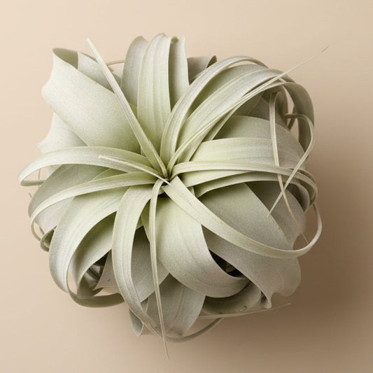 Tillandsia Xerographica - King Air Plant Large