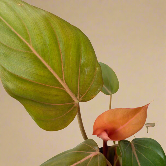 Philodendron 'Summer Glory'