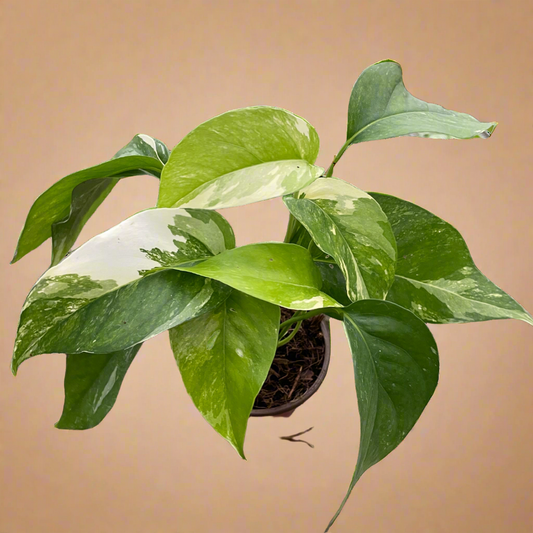 Epipremnum Pinnatum ‘Albo-Variegata’