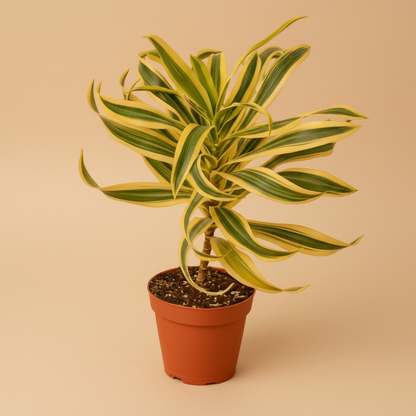 Dracaena 'Song of India'