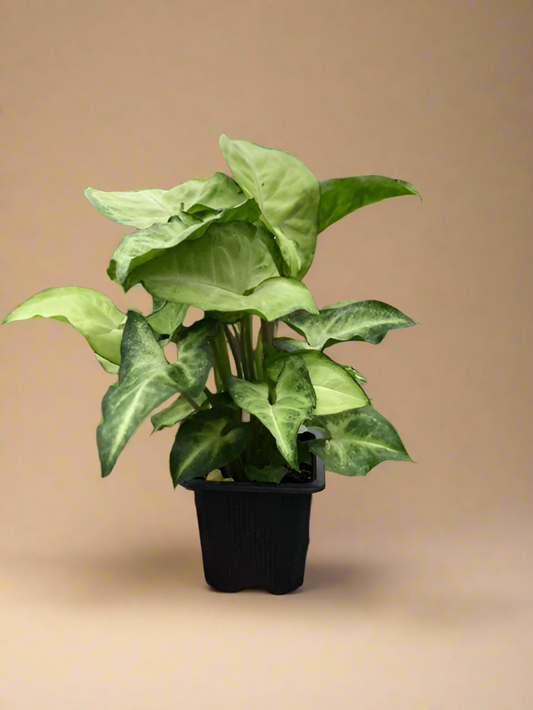 Syngonium White Butterfly