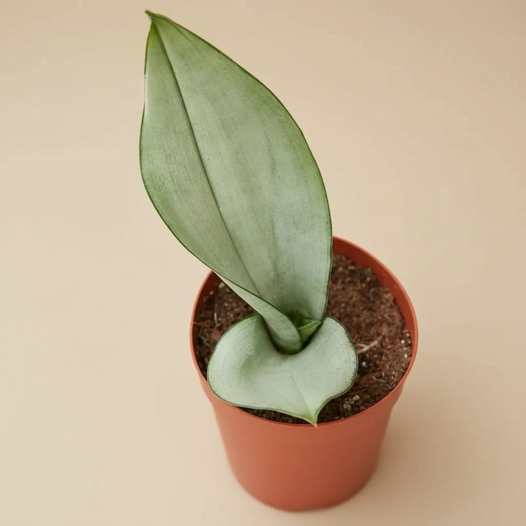 Snake Plant Moonshine