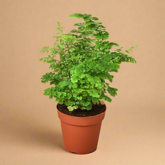 Maidenhair Fern - Adiantum raddianum