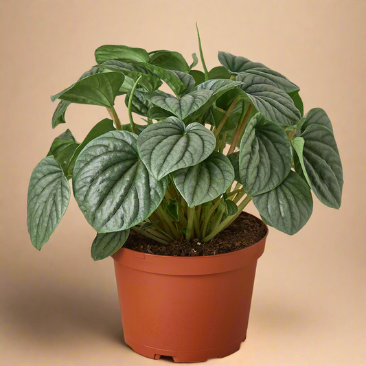 Peperomia 'Frost'
