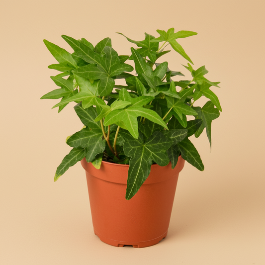 English Ivy Green California