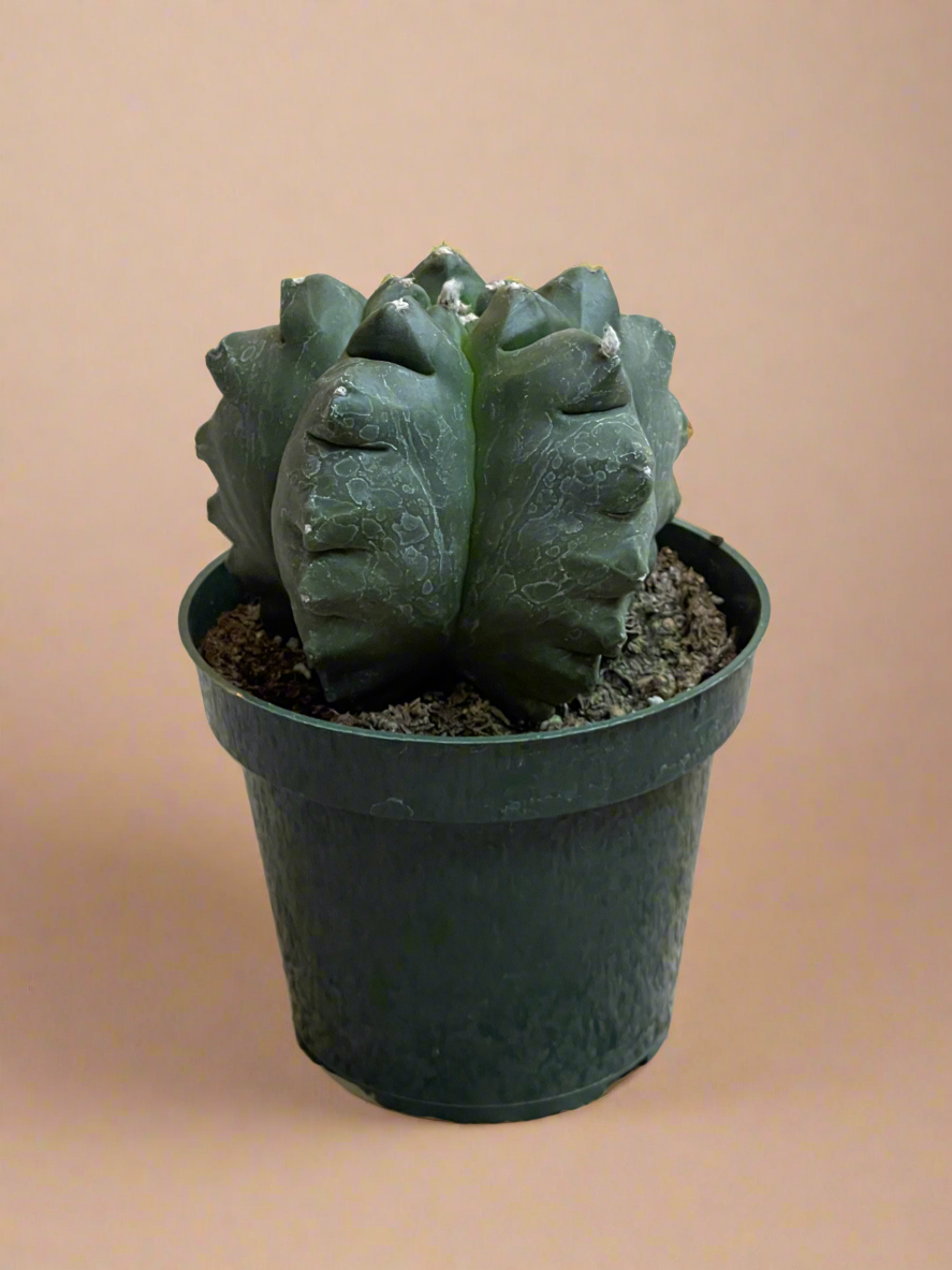 4.5” Astrophytum Myriostigma cv. Kikko Nudum