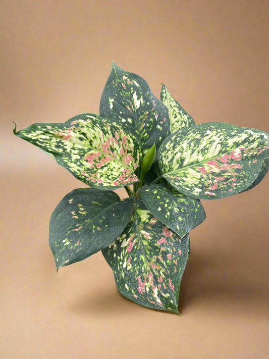 Aglaonema Wishes