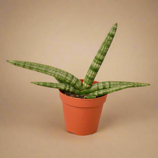 Sansevieria cylindrica – African Spear Plant