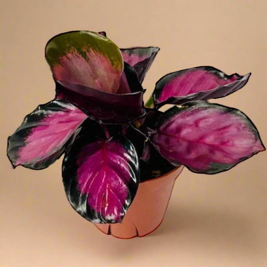 Calathea 'Purple Rose'