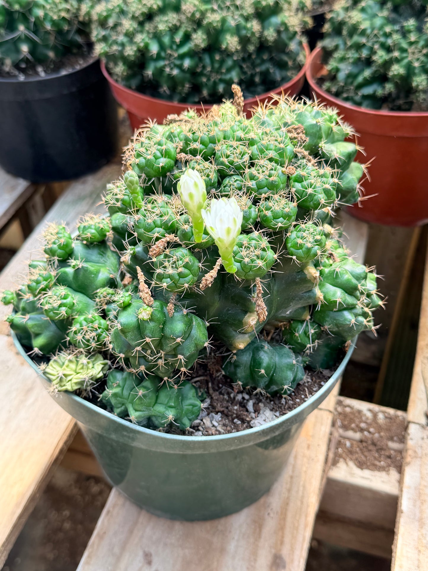 Gymnocalycium marsoneri subsp. matoense cv. Multiproliferum 8” pot