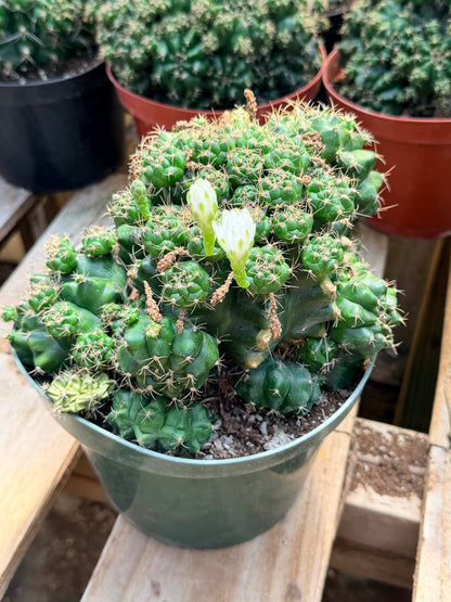 Gymnocalycium marsoneri subsp. matoense cv. Multiproliferum 8” pot