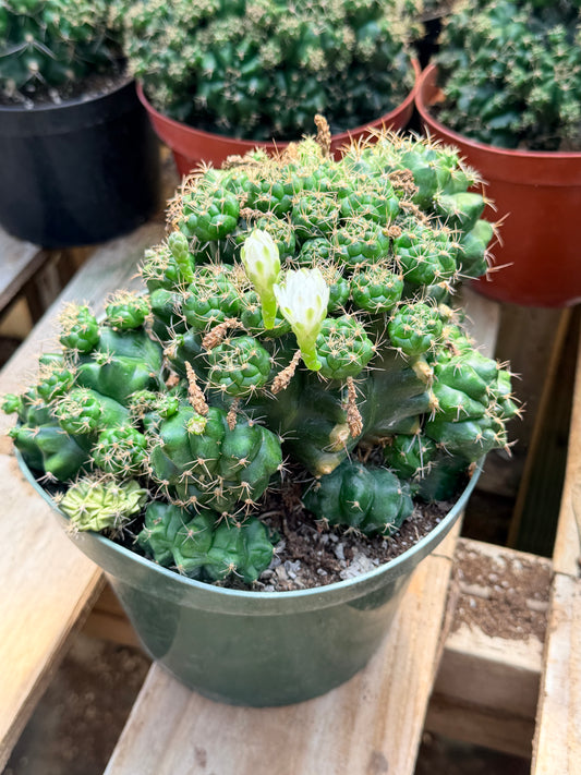 Gymnocalycium marsoneri subsp. matoense cv. Multiproliferum 8” pot