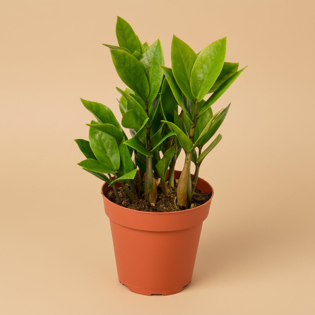 Zamioculcas Zamiifolia ZZ - 4" Pot -  NURSERY POT ONLY