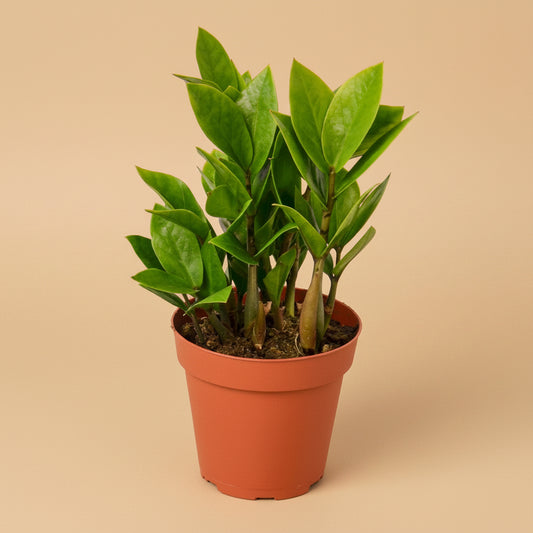 Zamioculcas Zamiifolia ZZ - 4" Pot -  NURSERY POT ONLY