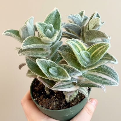 Tradescantia Sillamontana f. variegata - Variegated Spiderwort 4.5” pot