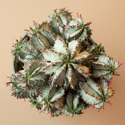 Euphorbia Horrida - White Form 4.5” pot