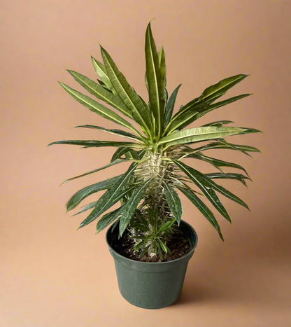 Madagascar Palm – Pachypodium lamerei