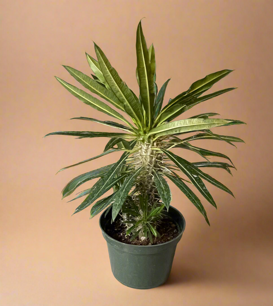 Madagascar Palm – Pachypodium lamerei