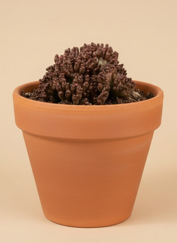 4” Mammillaria bocasana f. monstruosa cv. Fred