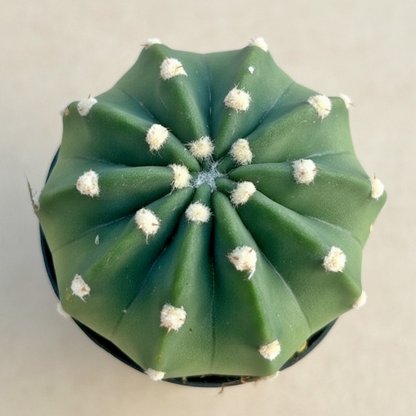 Domino Cactus -  Echinopsis subdenudata 4.5” pot