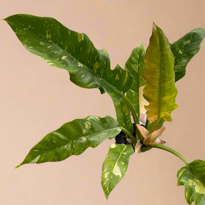 4” Philodendron Ring of Fire