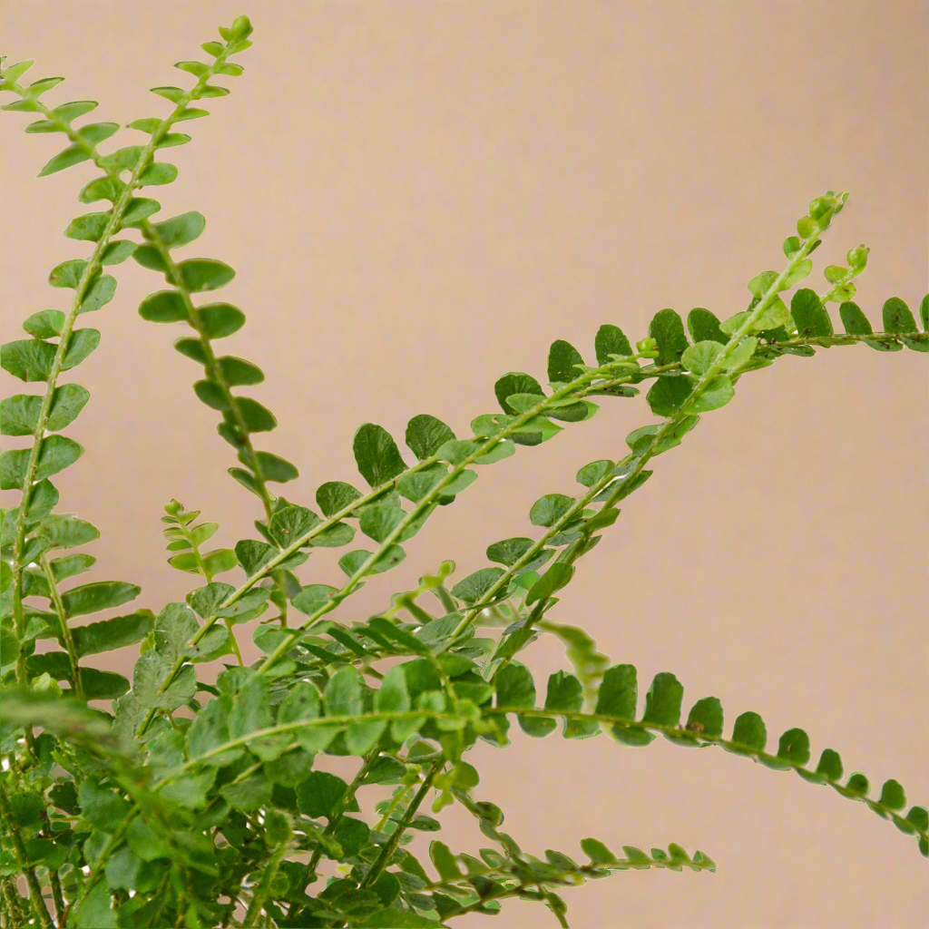 Fern 'Lemon Button'