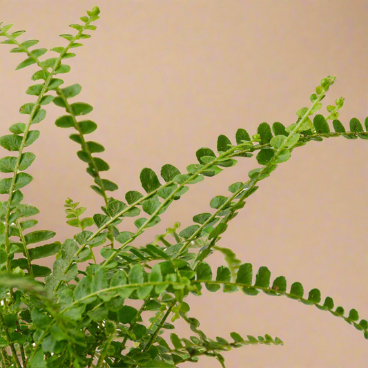 Fern 'Lemon Button'