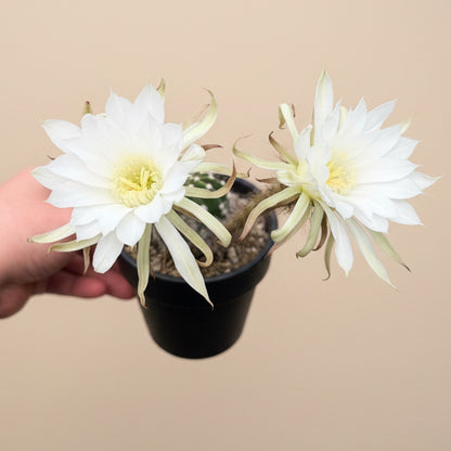 Domino Cactus -  Echinopsis subdenudata 4.5” pot