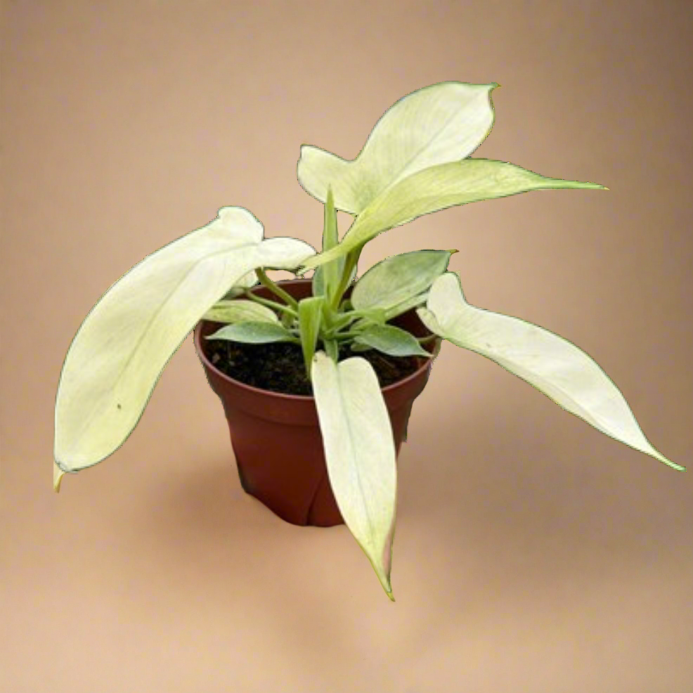 Philodendron 'Florida Ghost'