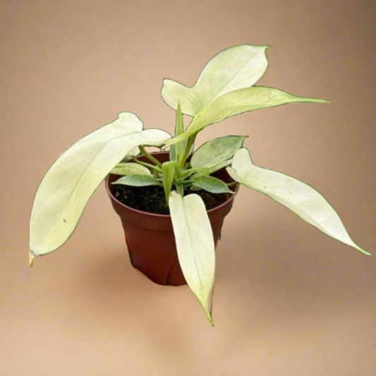 Philodendron 'Florida Ghost'
