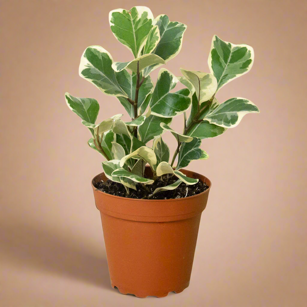 Ficus Elastica 'Triangularis' Variegated