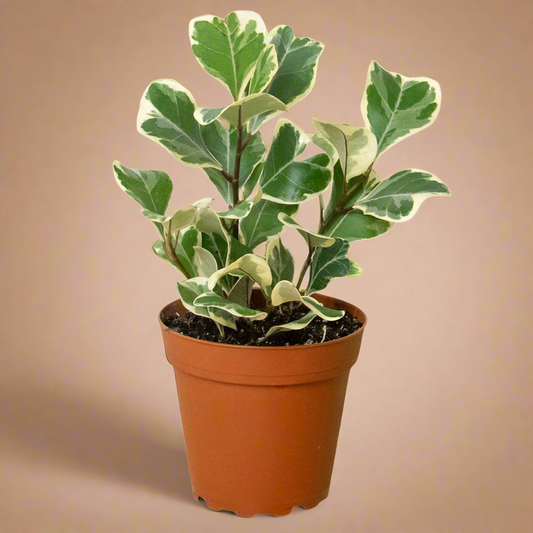 Ficus Elastica 'Triangularis' Variegated